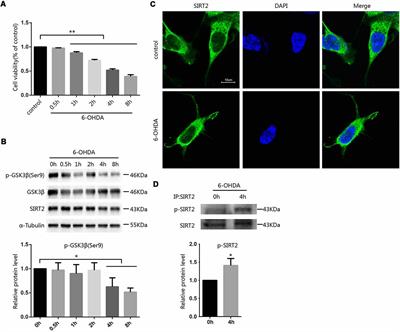 Inhibition of SIRT2 by Targeting <mark class="highlighted">GSK3β</mark>-Mediated Phosphorylation Alleviates SIRT2 Toxicity in SH-SY5Y Cells